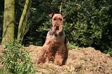 WELSH TERRIER 034